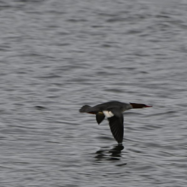 Eagle - Image 5