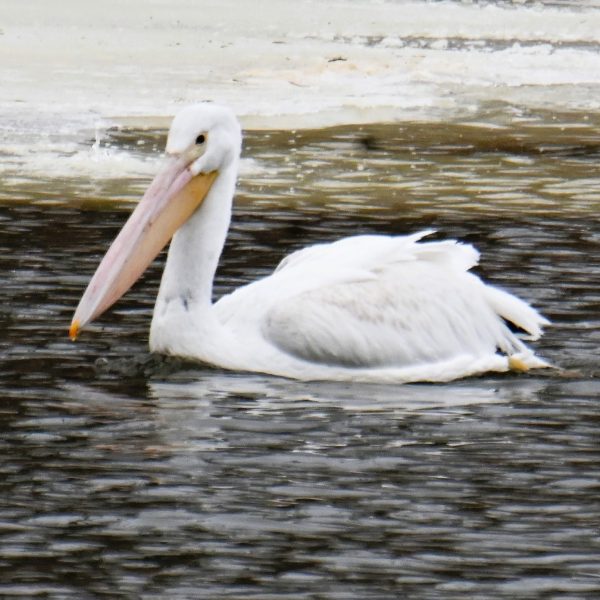 Eagle - Image 4