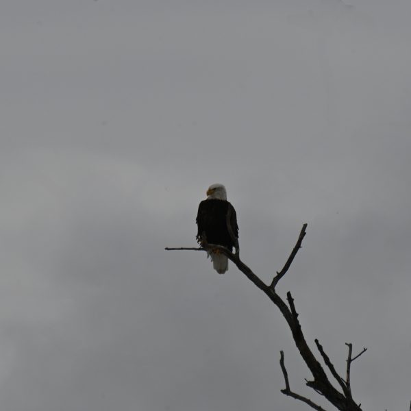 Eagle - Image 3