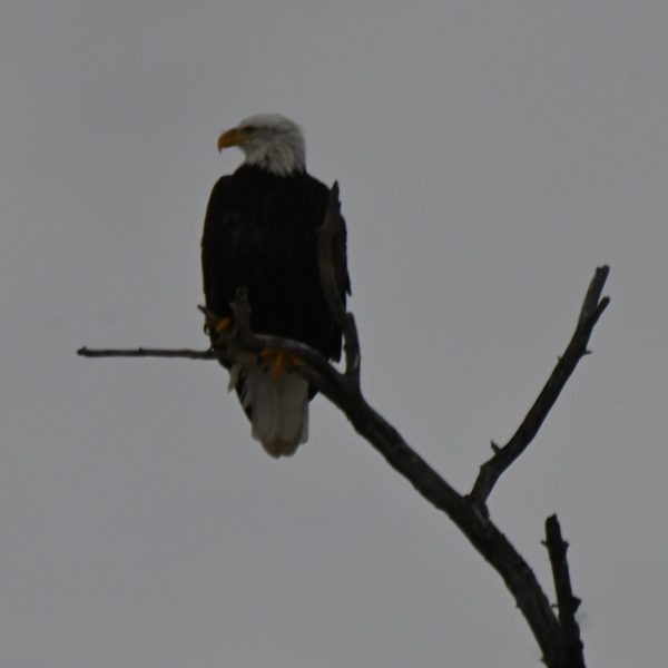 Eagle - Image 2