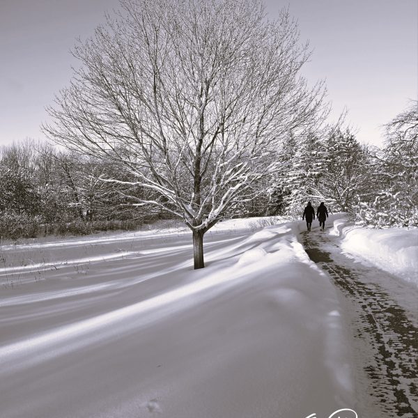 winter - Image 4
