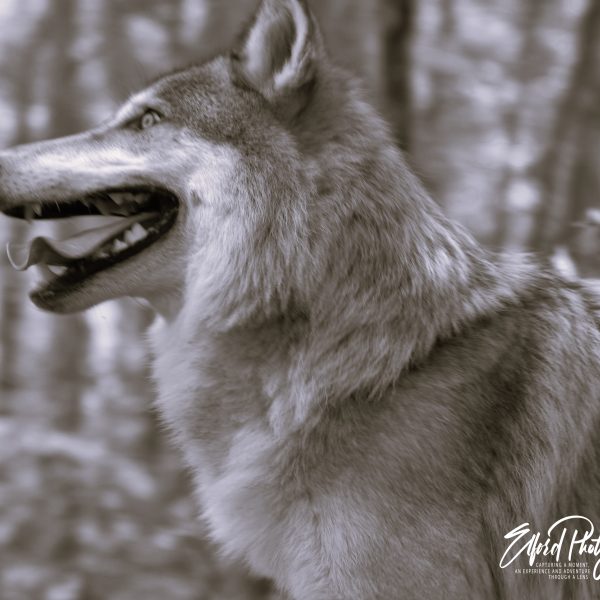 Wolf - Image 4