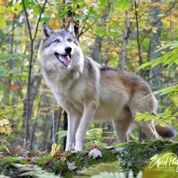 Wolf - Image 14