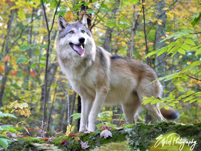 wolf