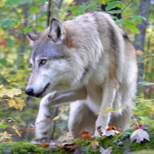 Wolf - Image 13