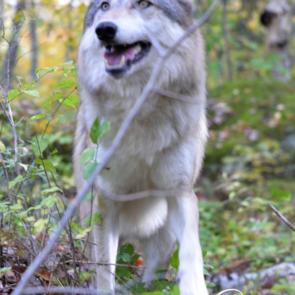 Wolf - Image 12