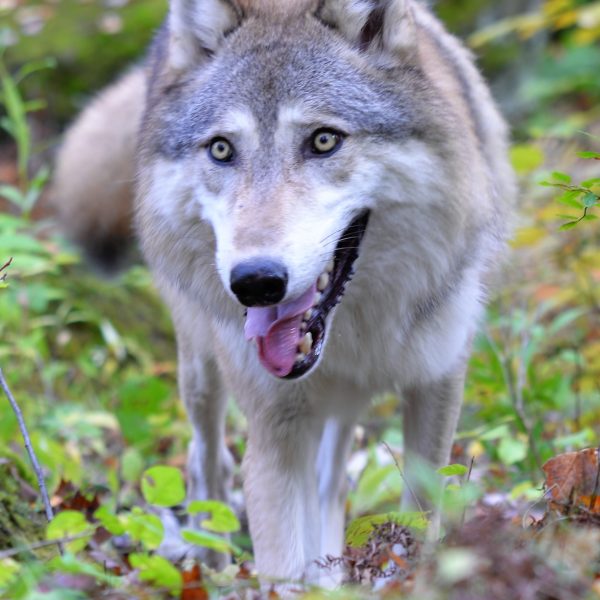 Wolf - Image 11