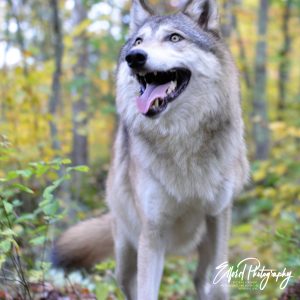 Wolf - Image 10