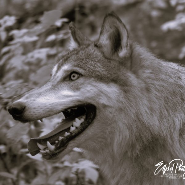 Wolf - Image 9