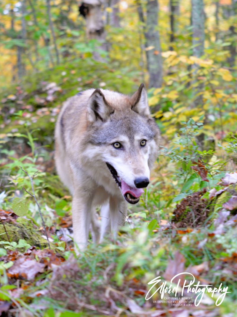 Wolf