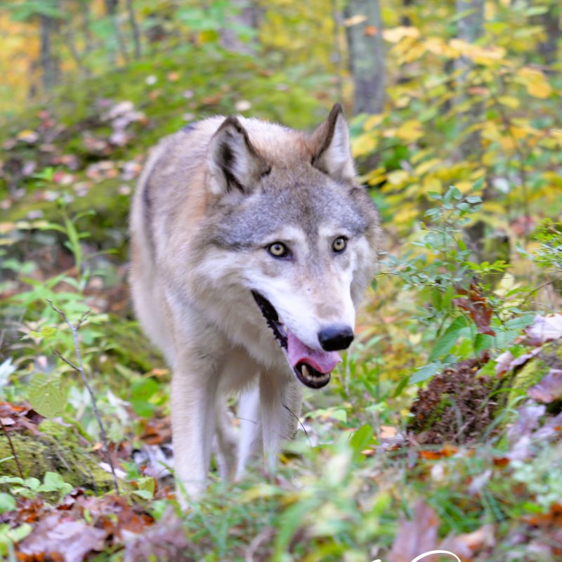 Wolf