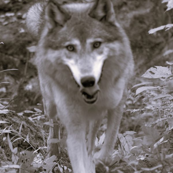 Wolf - Image 7