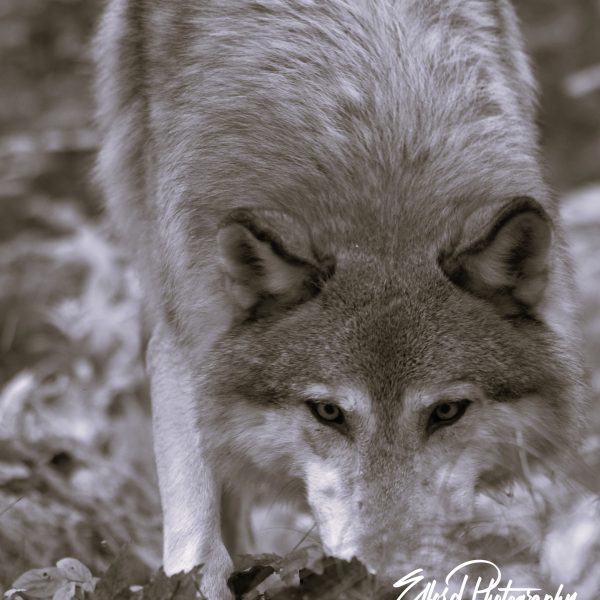 Wolf - Image 6