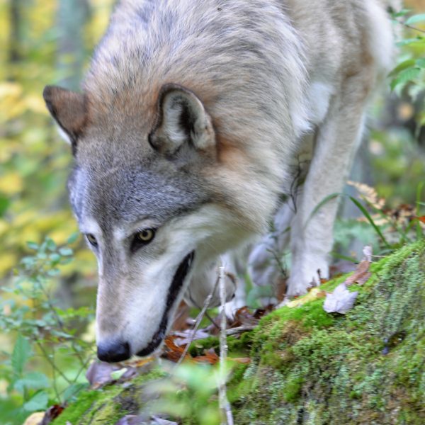 Wolf - Image 5