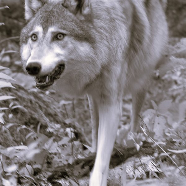 Wolf - Image 2