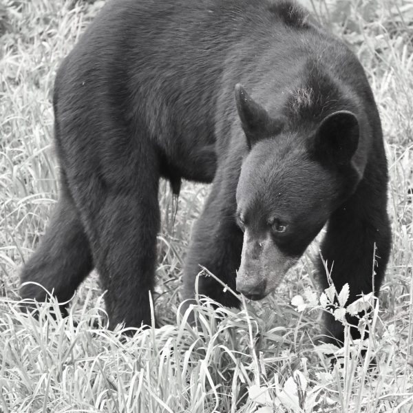 bear - Image 19