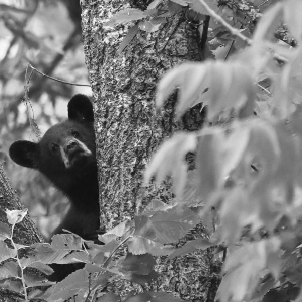bear - Image 18