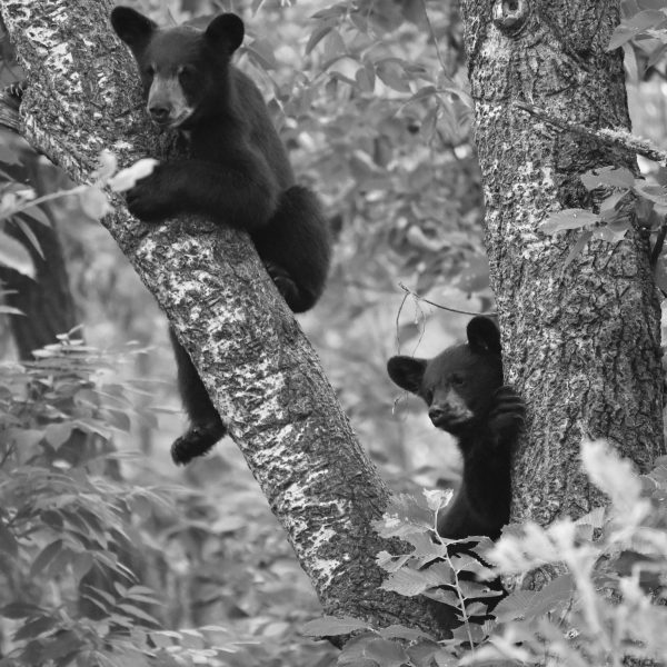 bear - Image 17