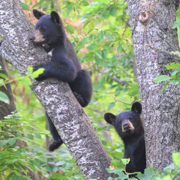 bear - Image 16