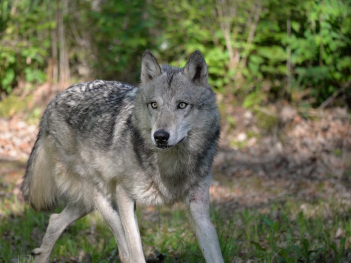 wolve