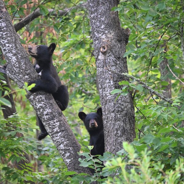 bear - Image 15