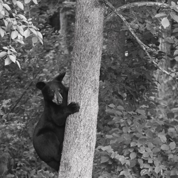 bear - Image 14