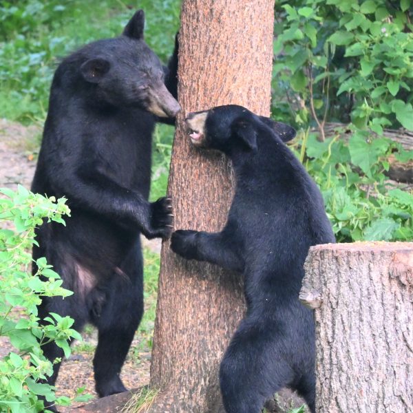 bear - Image 13