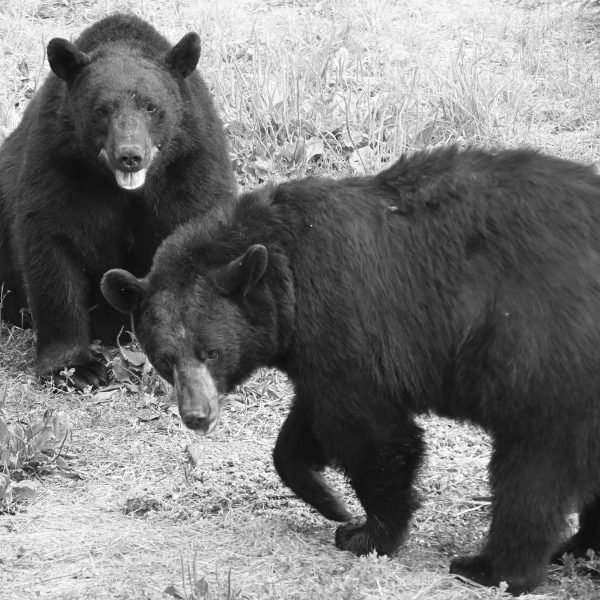 bear - Image 12