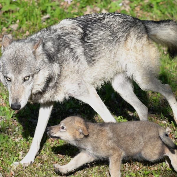 wolve - Image 2