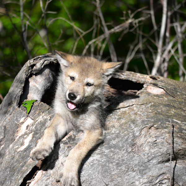 wolve - Image 9
