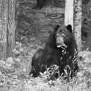 bear - Image 11