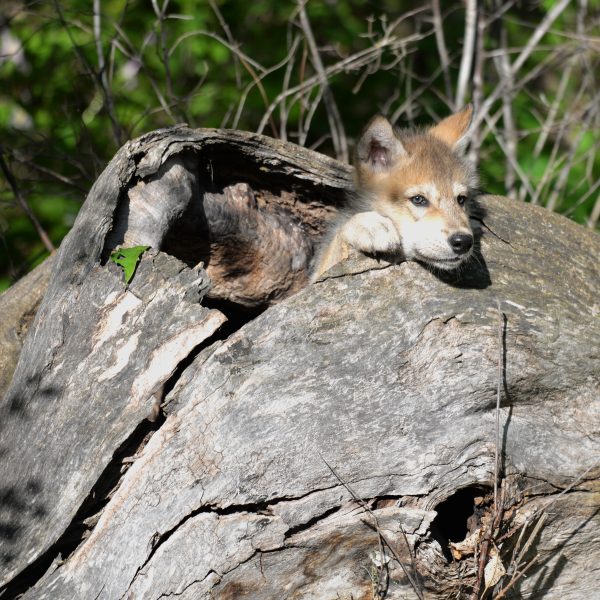 wolve - Image 8