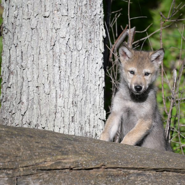 wolve - Image 7