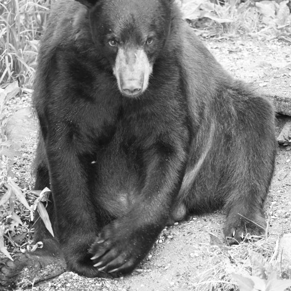 bear - Image 10