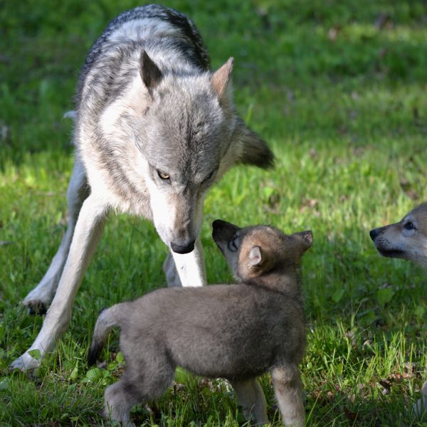 wolve - Image 6