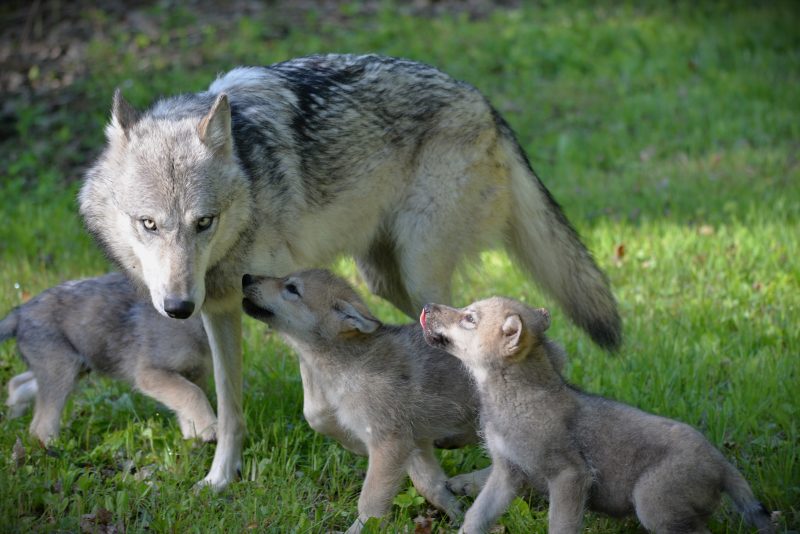 wolve