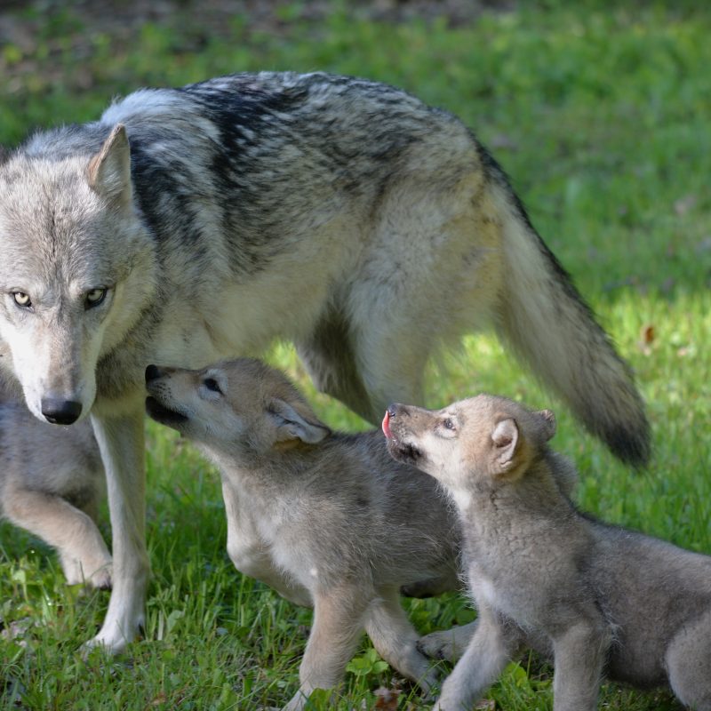 wolve