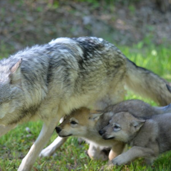 wolve - Image 4