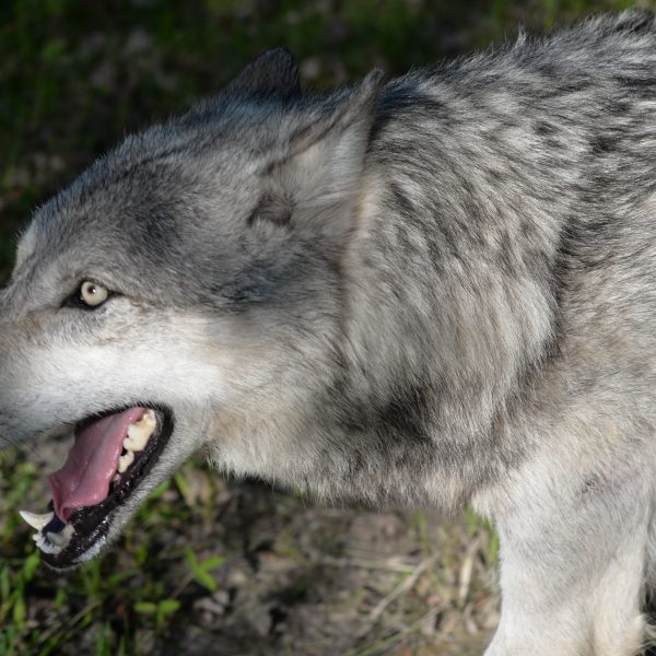 wolve - Image 3