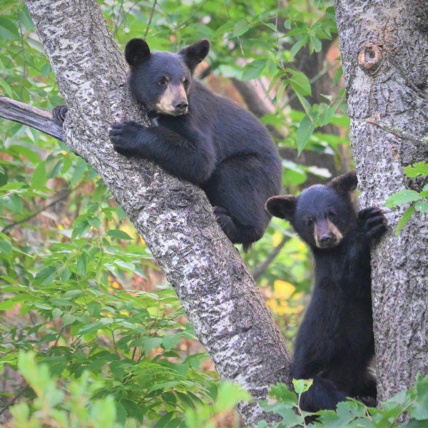 bear - Image 9