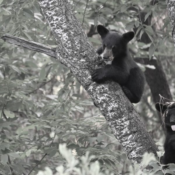 bear - Image 8