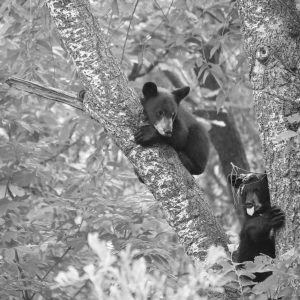 bear - Image 7