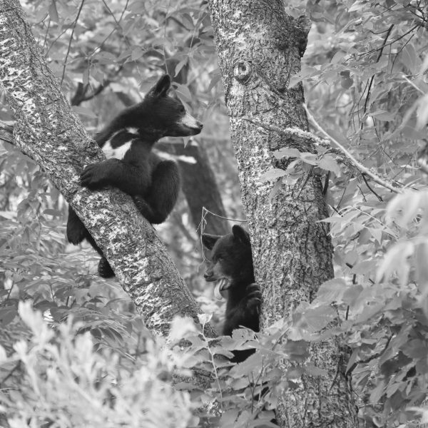 bear - Image 6