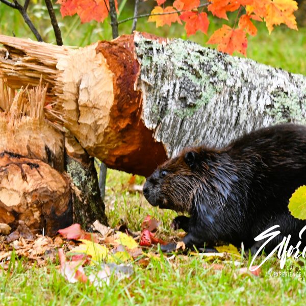 beaver - Image 16