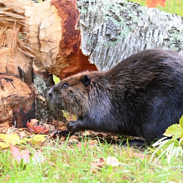 beaver - Image 15