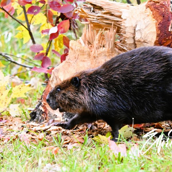 beaver - Image 14