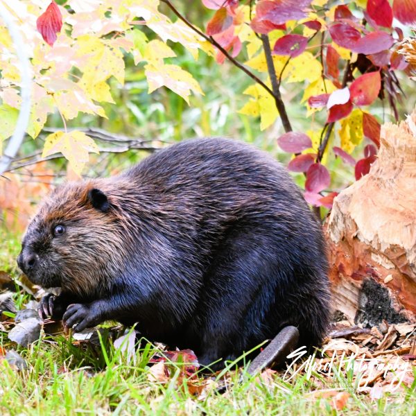 beaver - Image 13