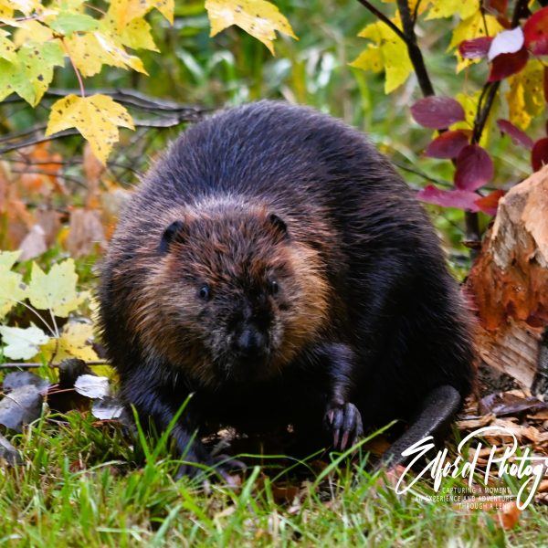 beaver - Image 12