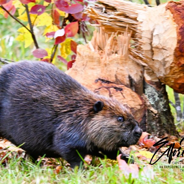 beaver - Image 2