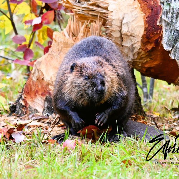beaver - Image 11